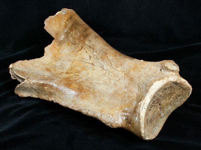 Woolly Rhinoceros Scapula Bone (Partial) - Late Pleistocene #3449